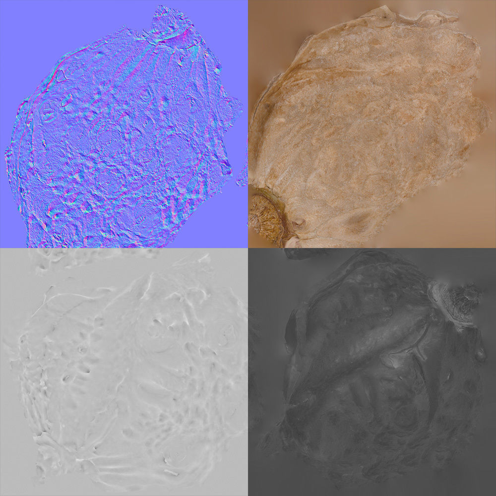 Peach Pit 3D model_8