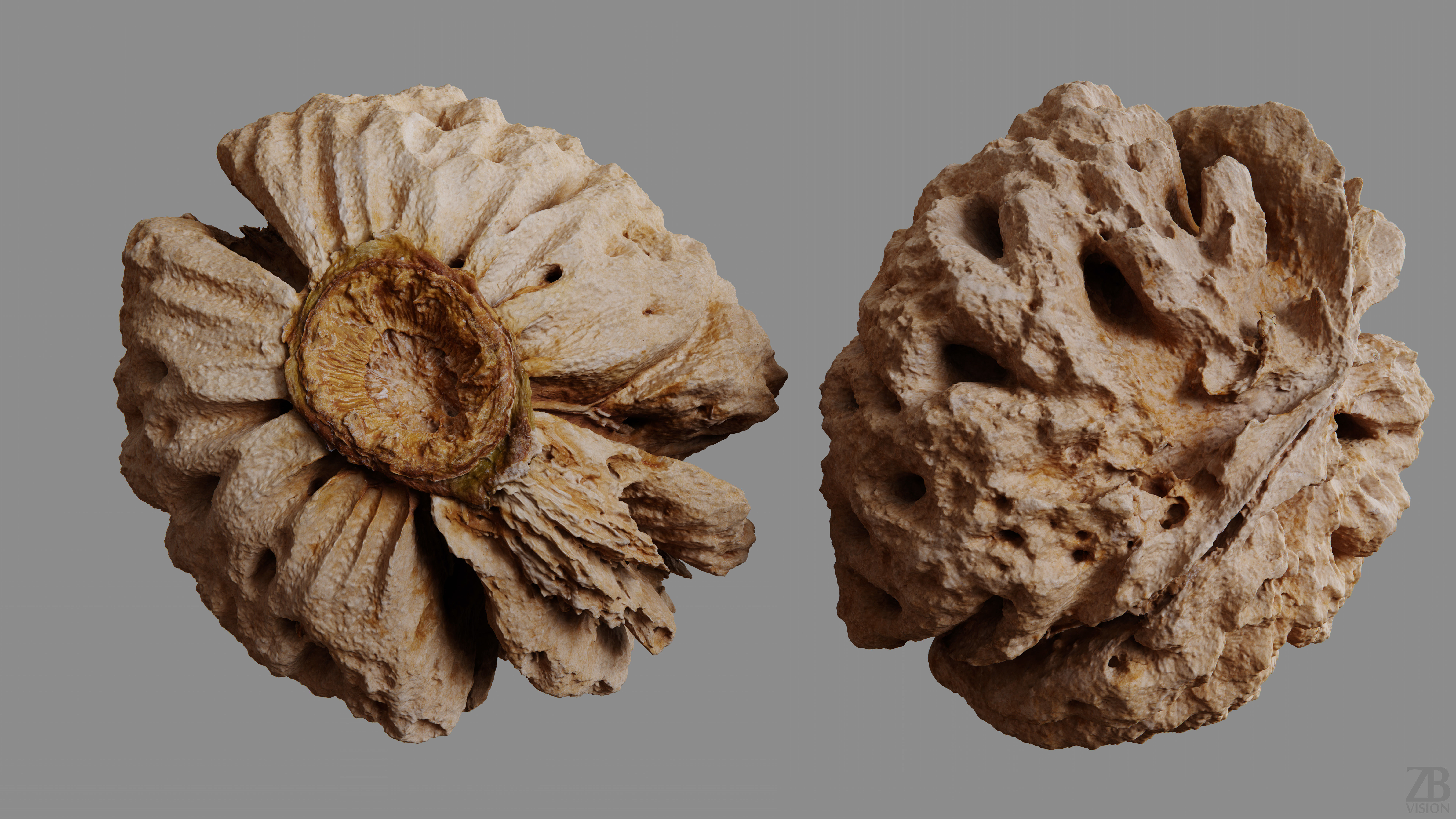 Peach Pit 3D model_9