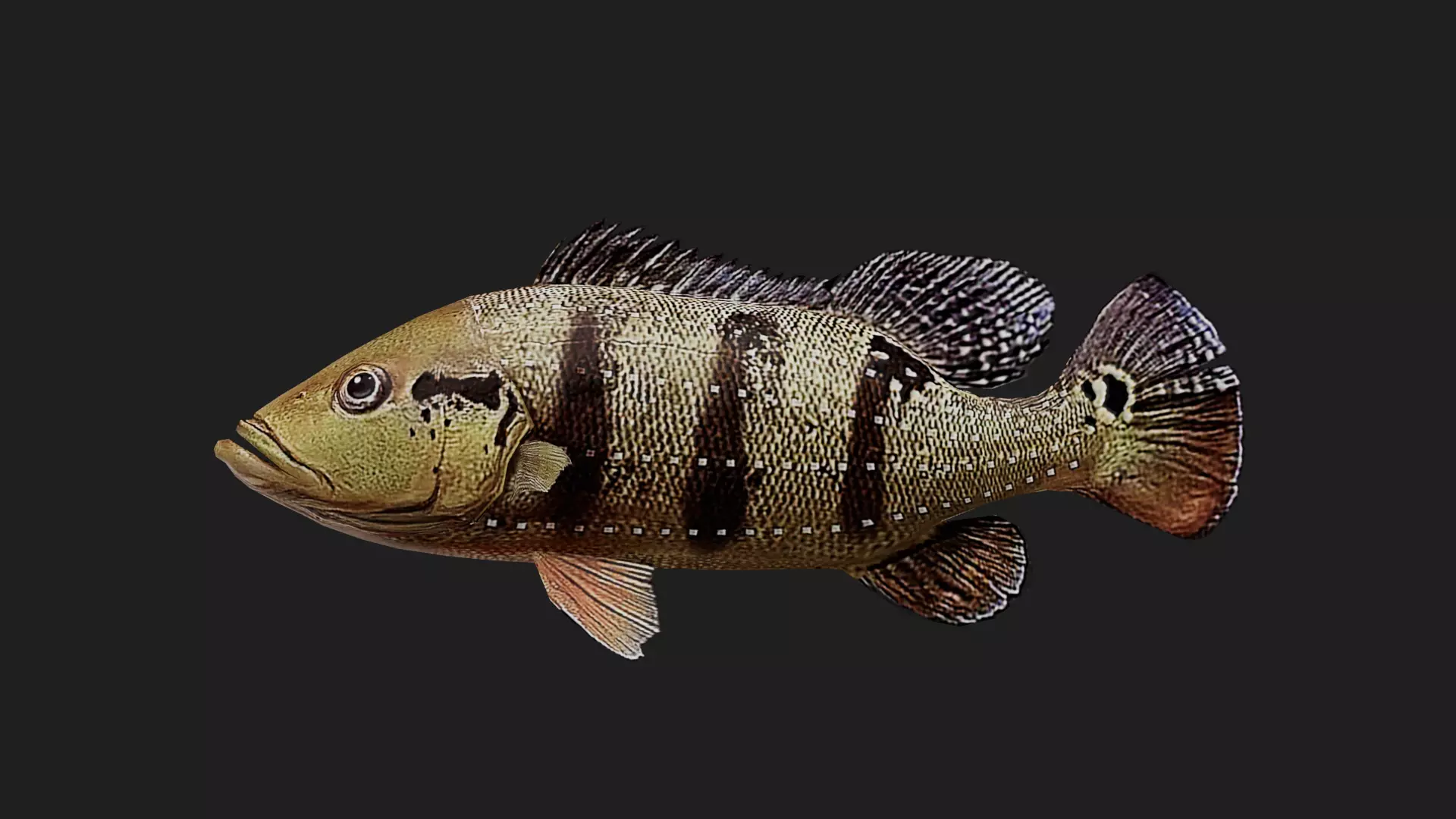 Bass fish Low-poly 3D model