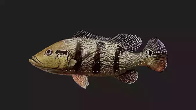 Bass fish