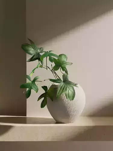 Philodendron in Pot