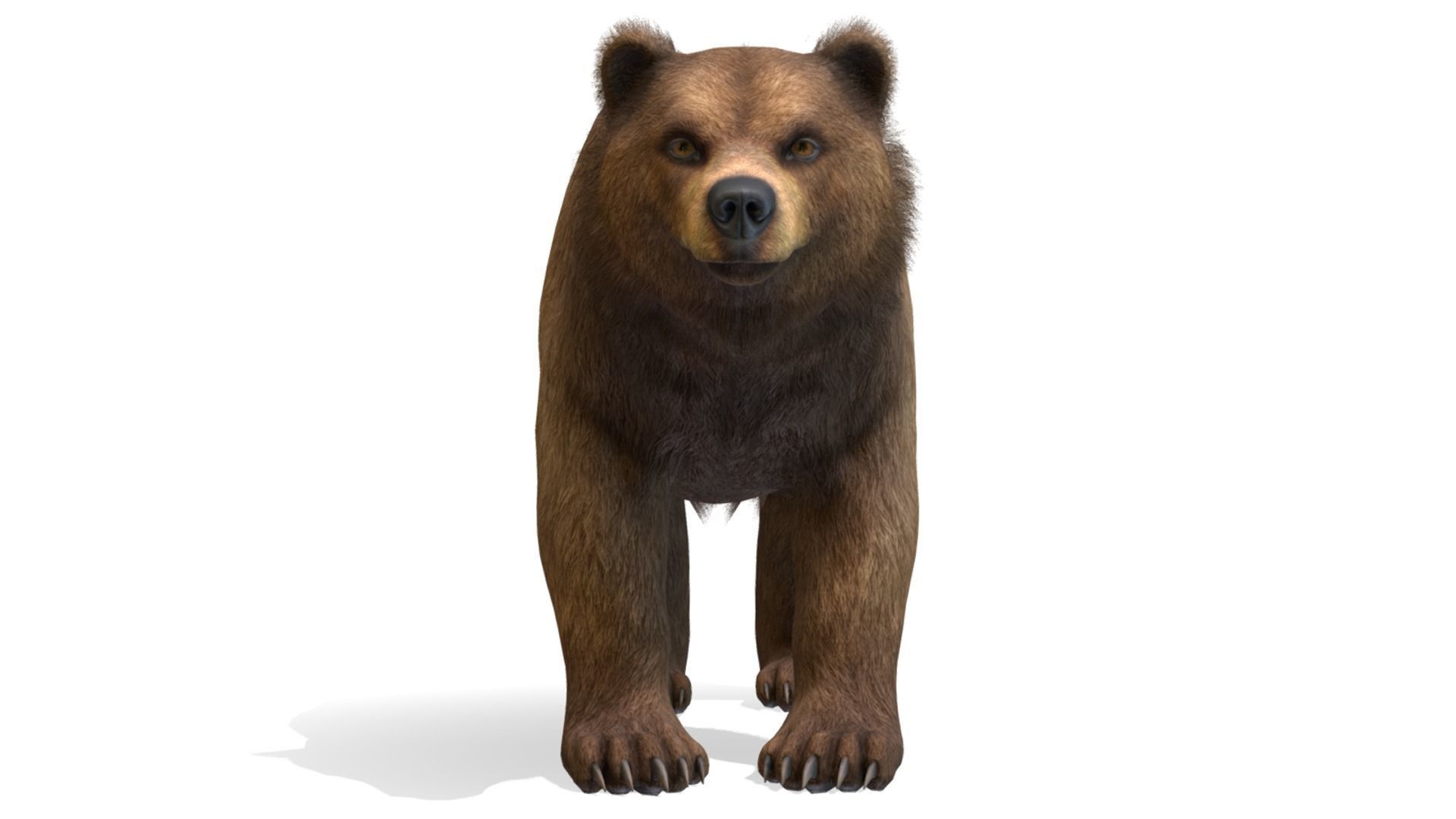 BEAR - FAMILY 3D Model Collection_10