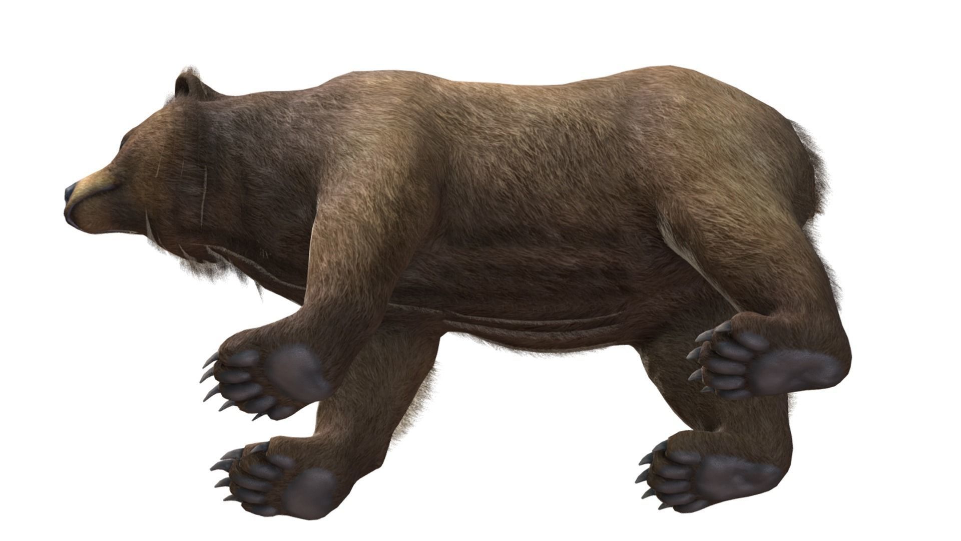 BEAR - FAMILY 3D Model Collection_14