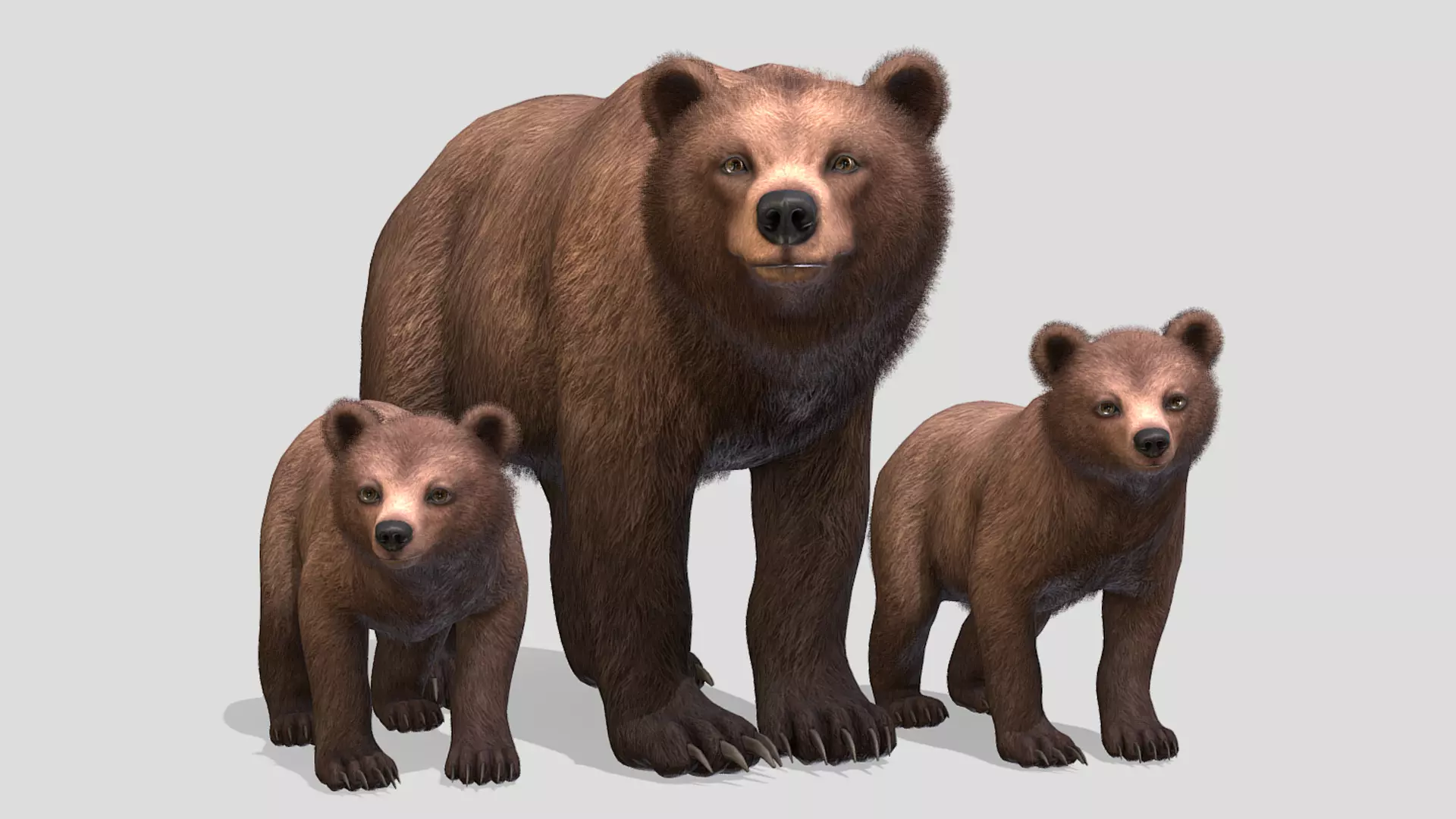 BEAR - FAMILY 3D Model Collection_0