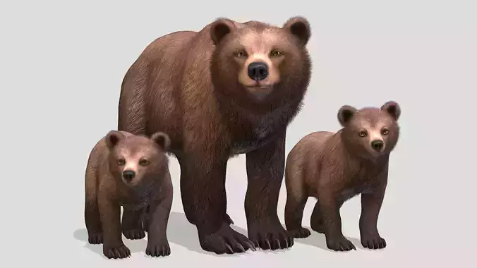 BEAR - FAMILY 3D Model Collection