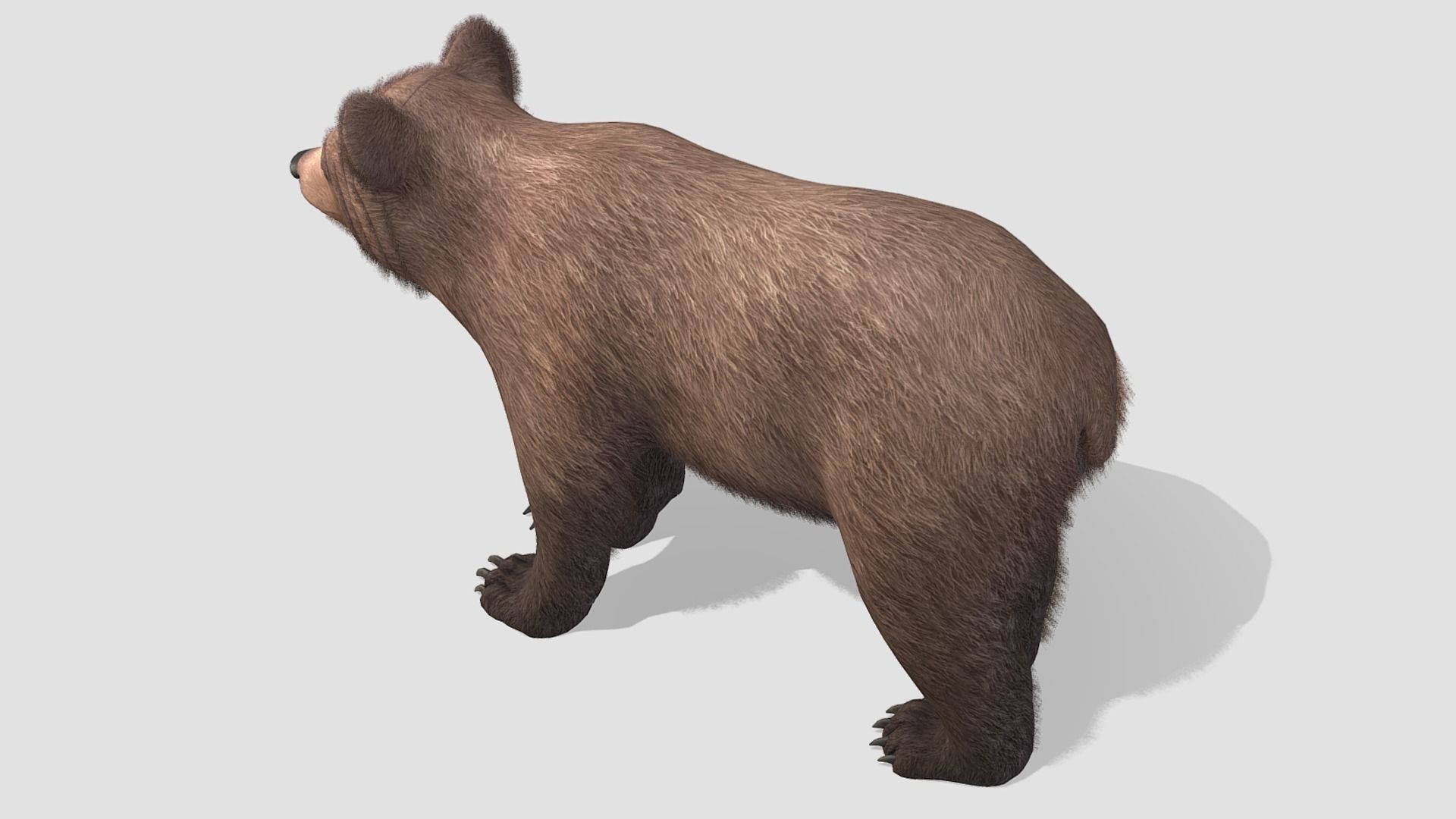 BEAR - FAMILY 3D Model Collection_25