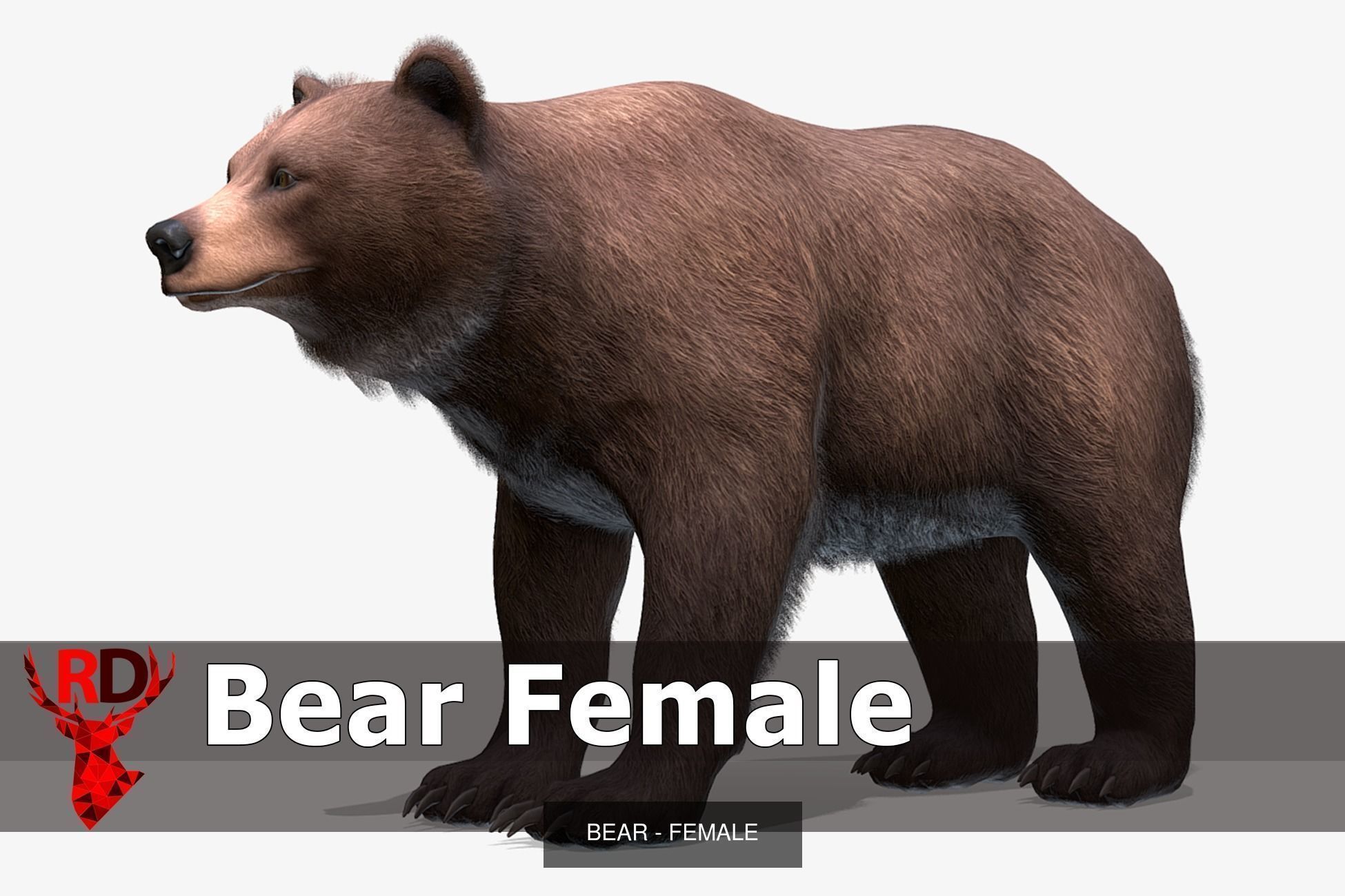 BEAR - FAMILY 3D Model Collection_7