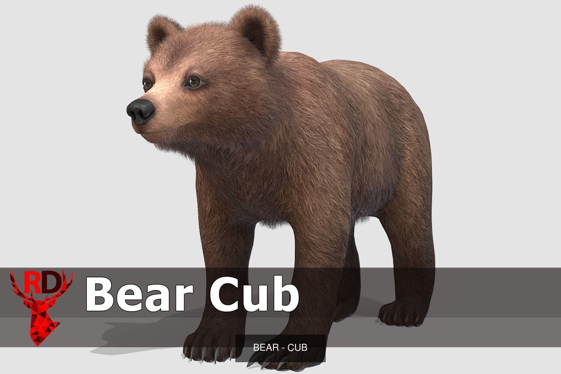 BEAR - FAMILY 3D Model Collection_9