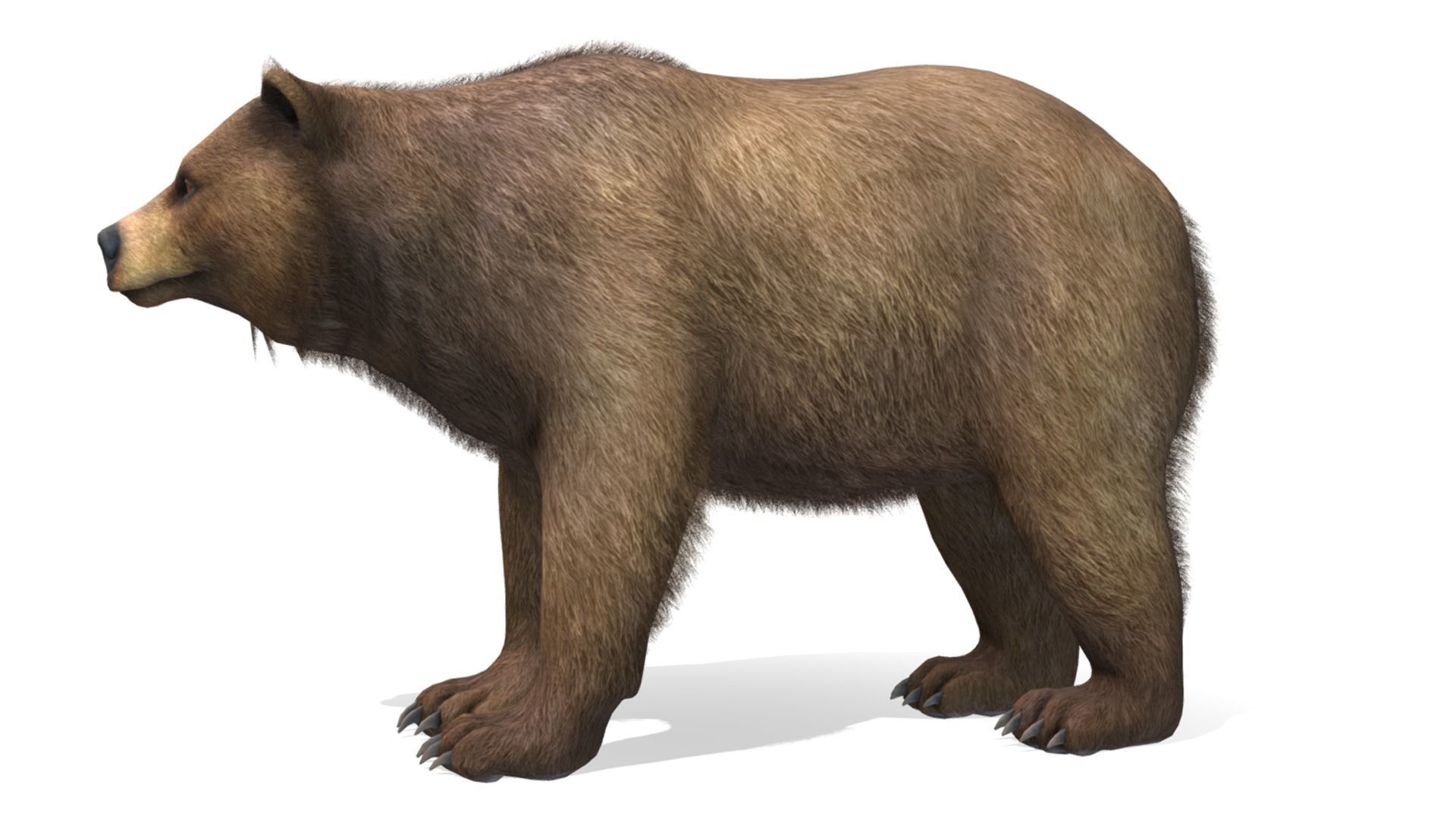 BEAR - FAMILY 3D Model Collection_13