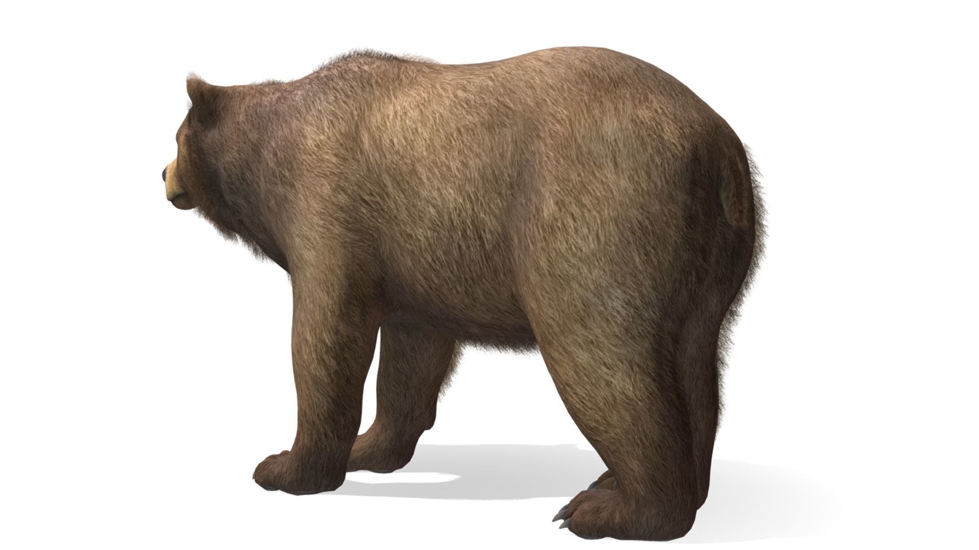 BEAR - FAMILY 3D Model Collection_11