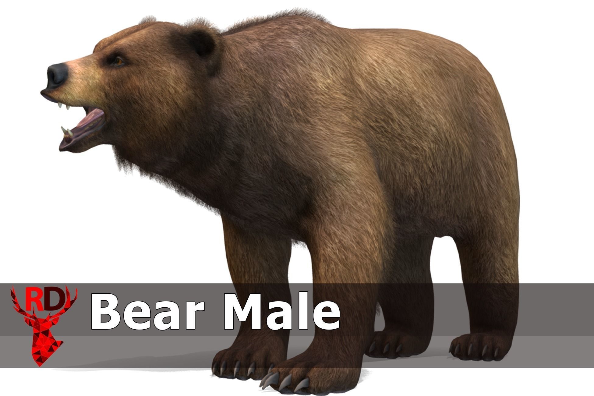 BEAR - FAMILY 3D Model Collection_8