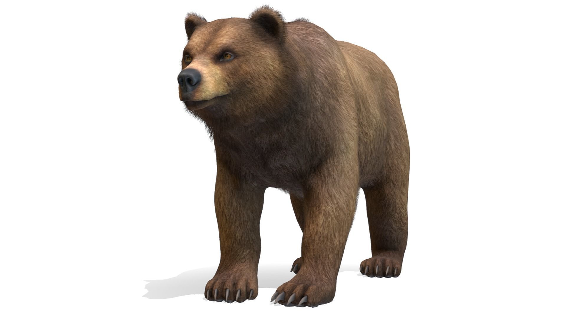 BEAR - FAMILY 3D Model Collection_12