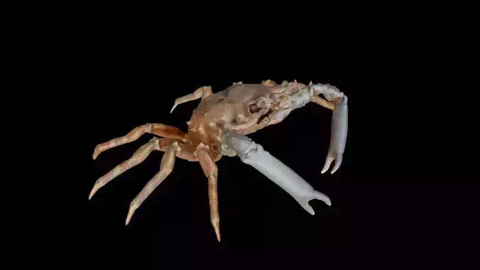 Crab photorealistic