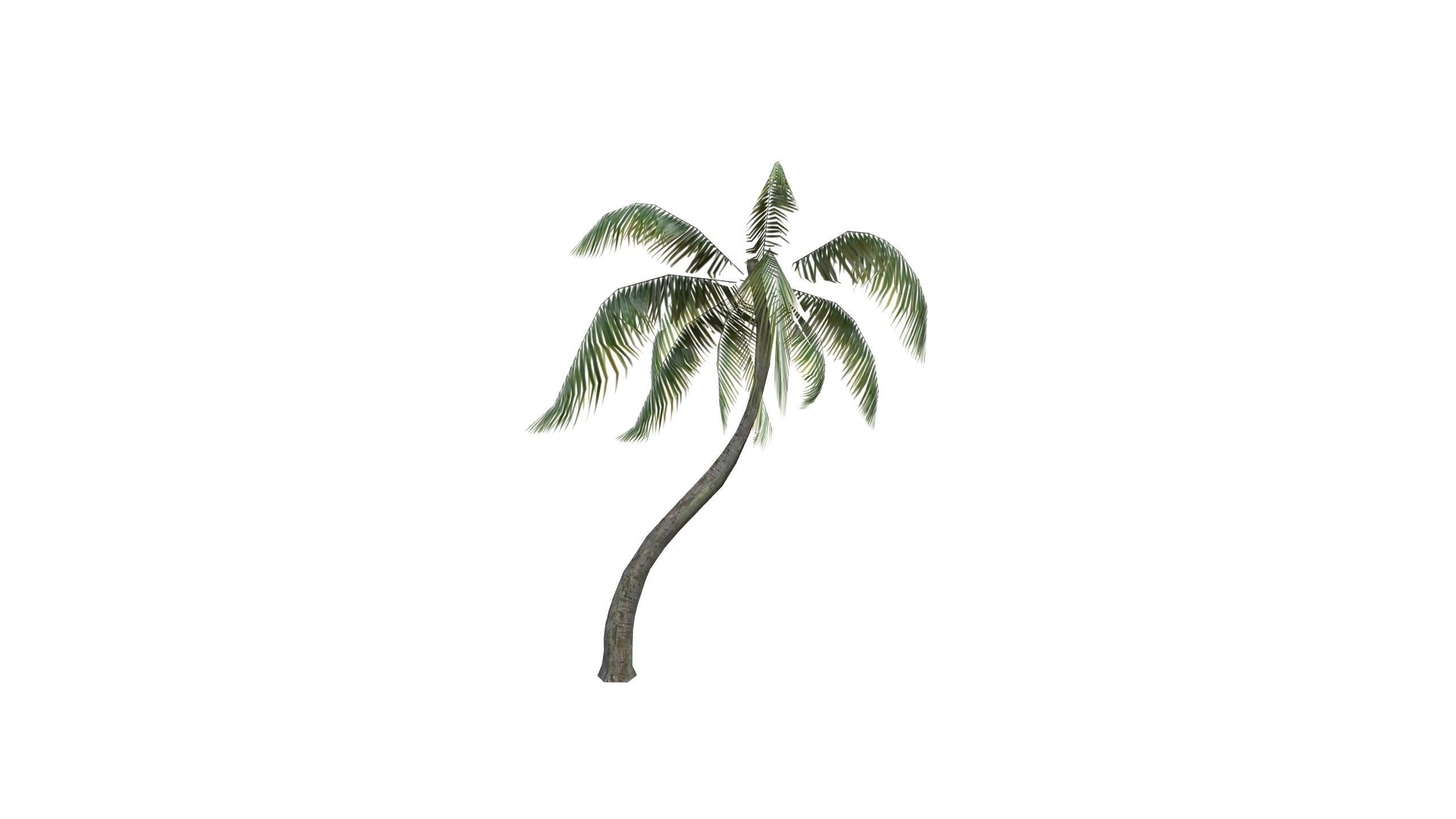 3D Palm Tree  3D model_2