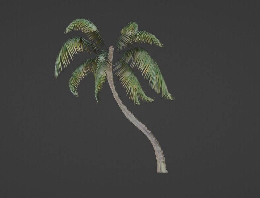 3D Palm Tree  3D model_5