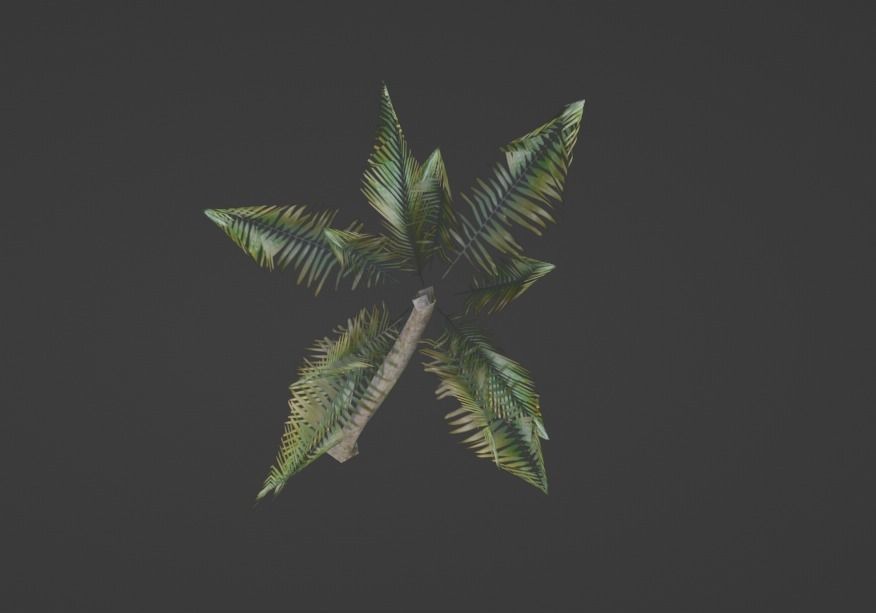 3D Palm Tree  3D model_4