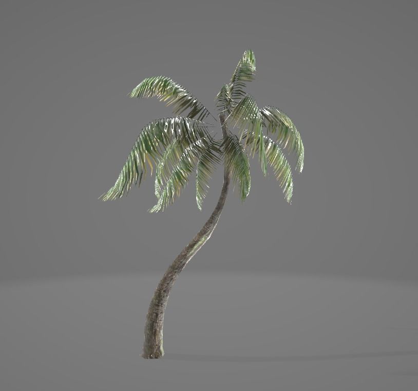 3D Palm Tree  3D model_6