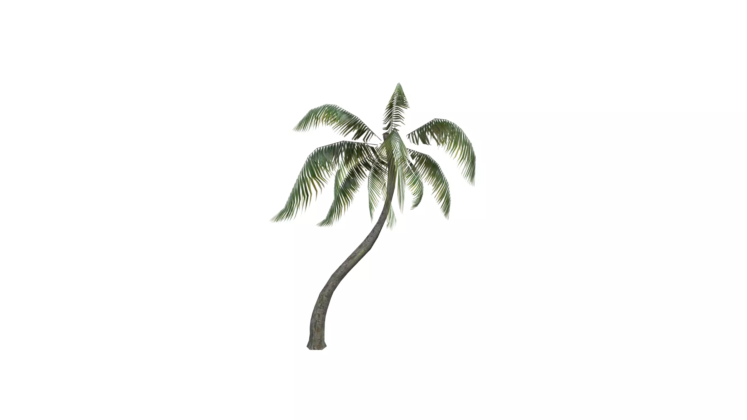 3D Palm Tree  3D model_0