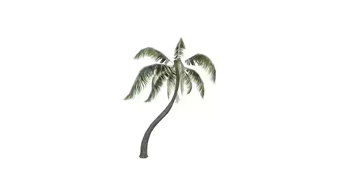 3D Palm Tree 