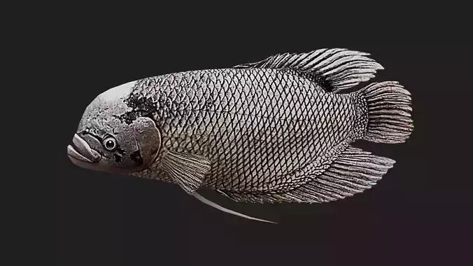 Greygiantgourami Low-poly 3D model
