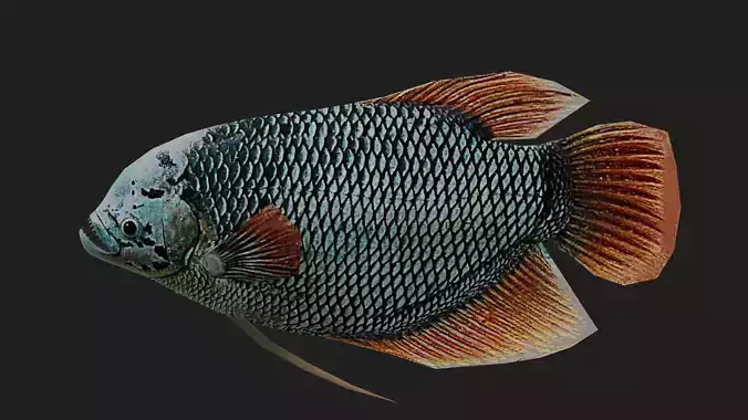 Ashtongourami