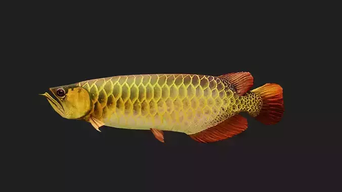 Arowana Low-poly 3D model