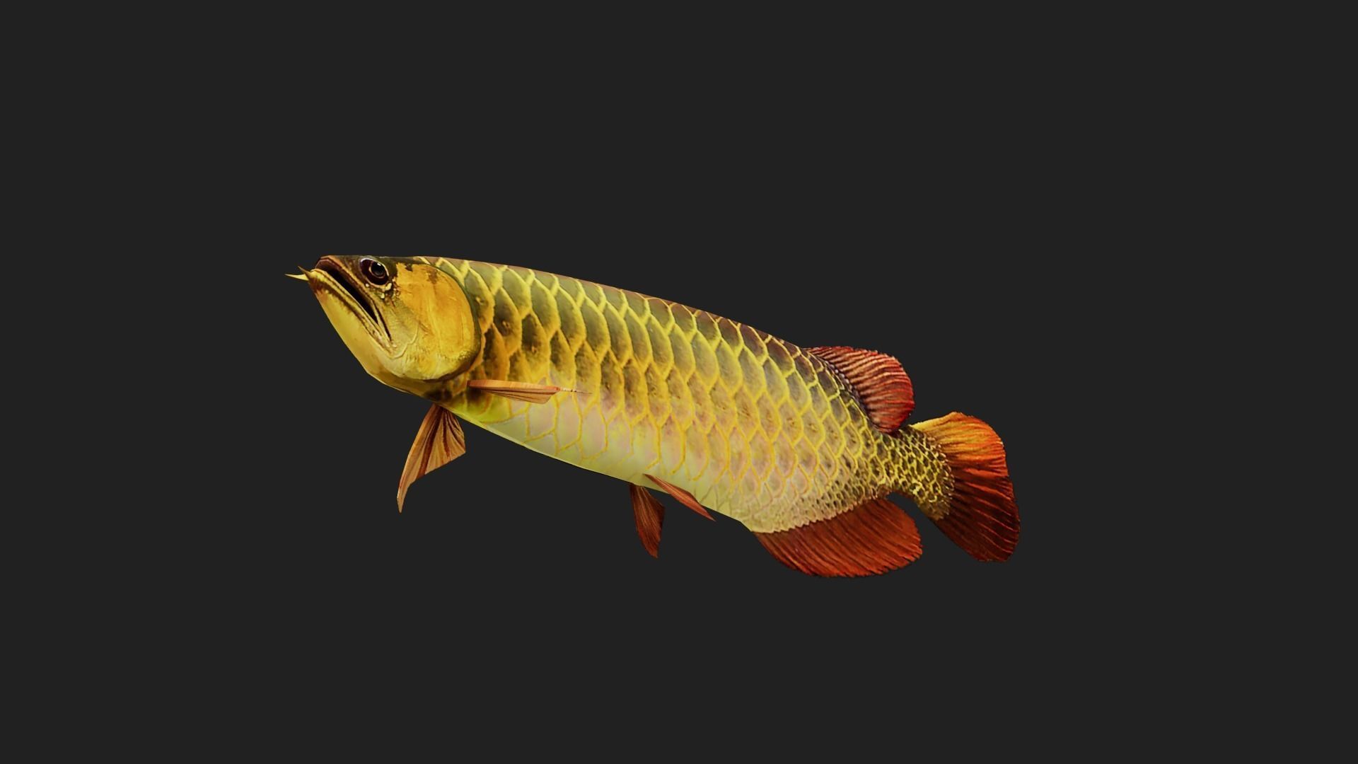 Arowana Low-poly 3D model_4