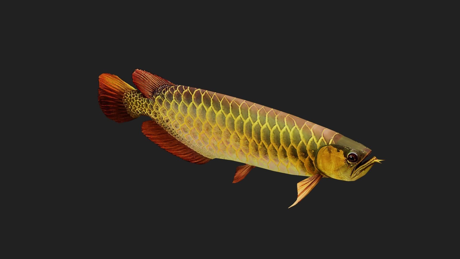 Arowana Low-poly 3D model_2