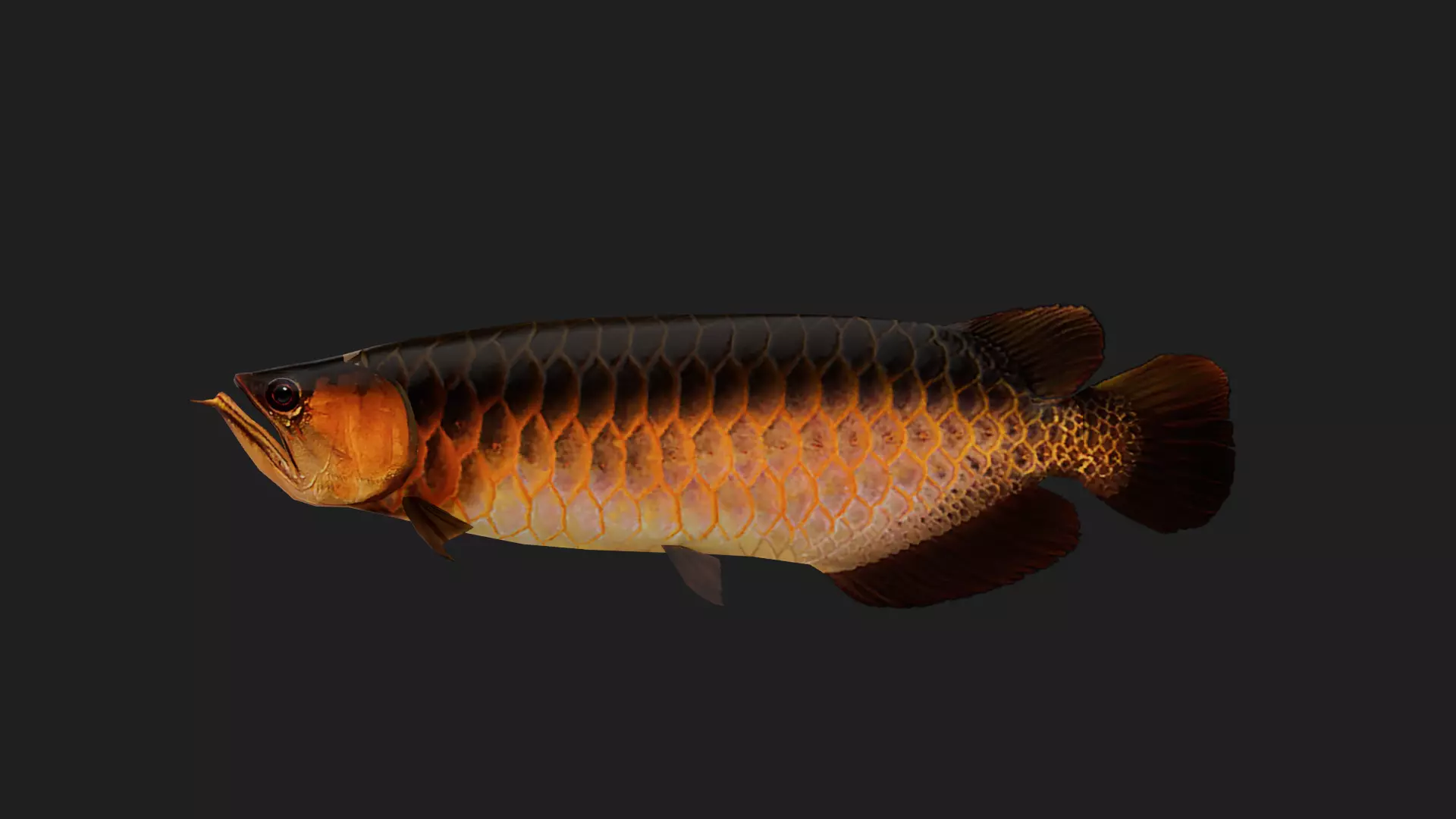 Arowana Low-poly 3D model