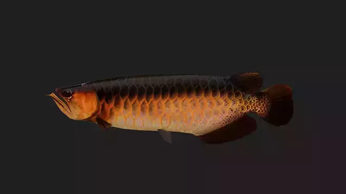 Arowana