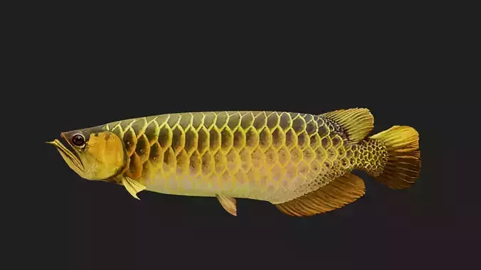 Arowana Low-poly 3D model
