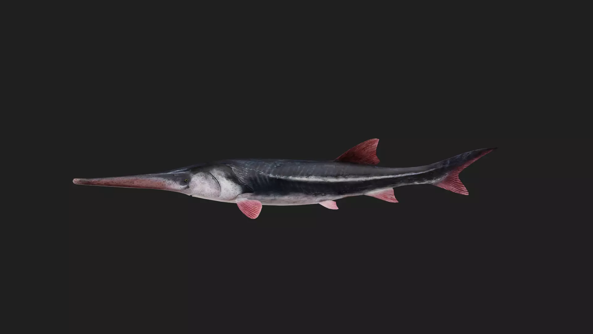 Sturgeon Low-poly 3D model_0