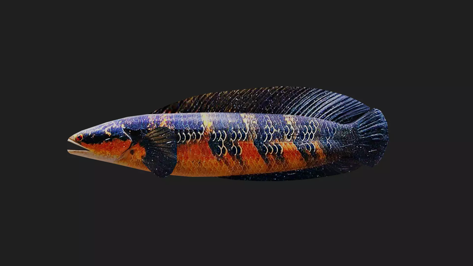 Snakehead Low-poly 3D model_0