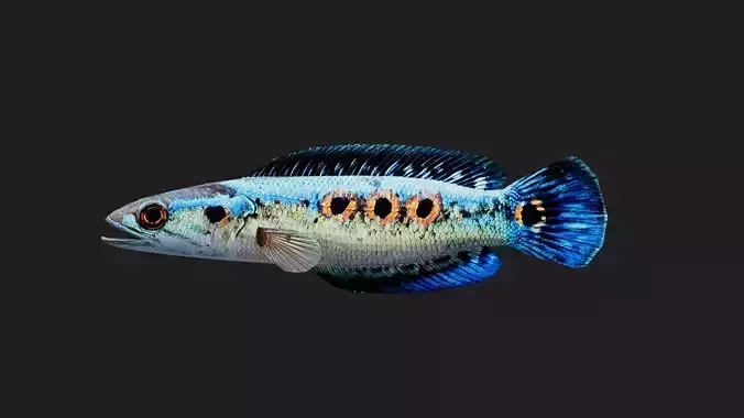 Snakehead