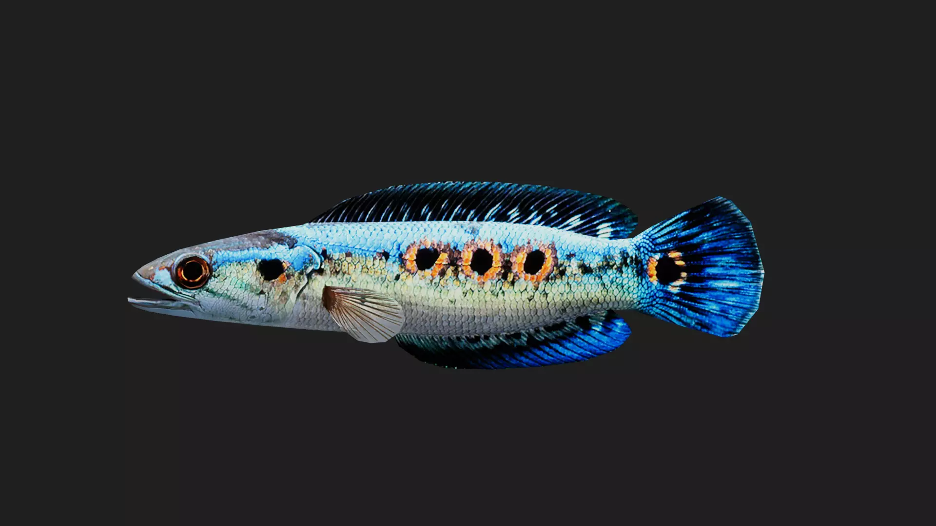 Snakehead Low-poly 3D model_0