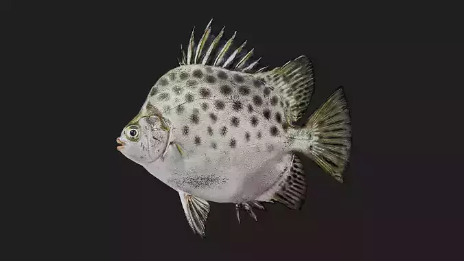 Spottedscat Low-poly 3D model