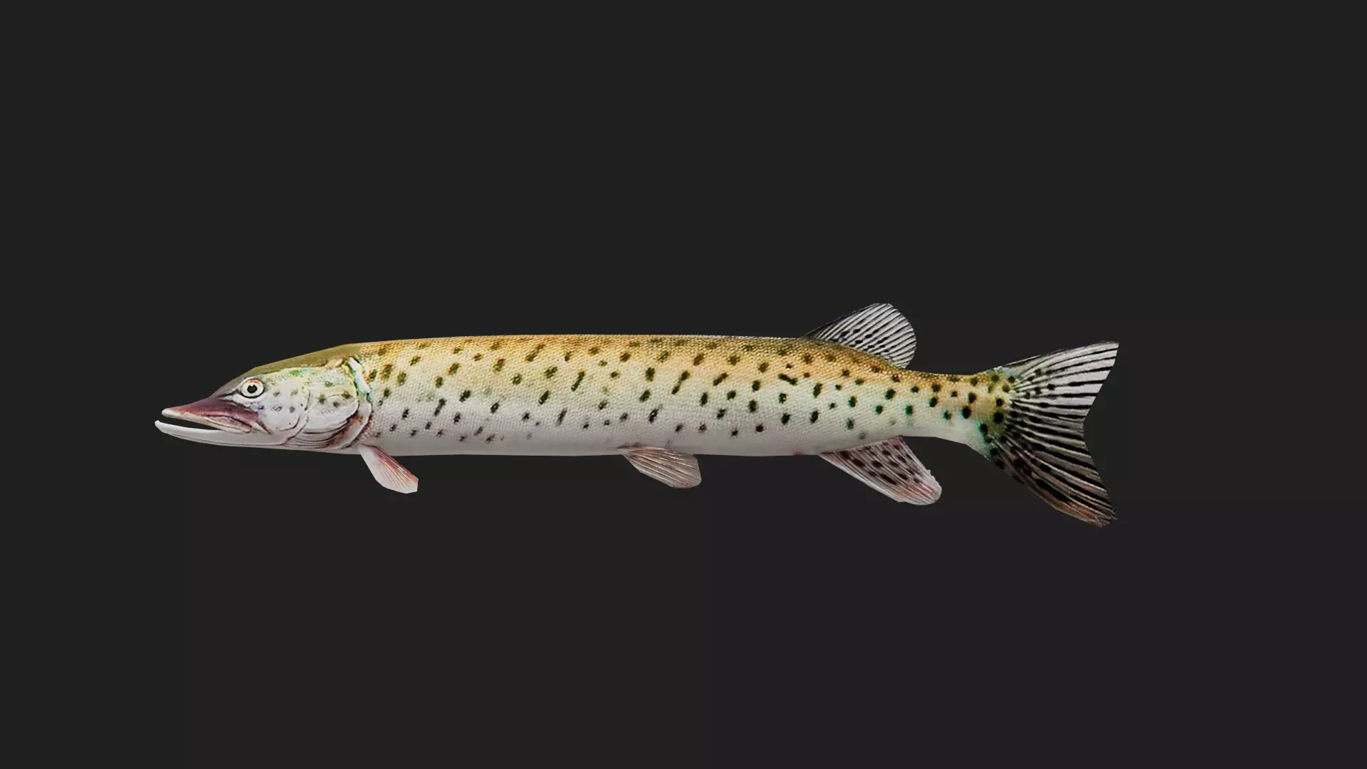 Amurpike Low-poly 3D model_0