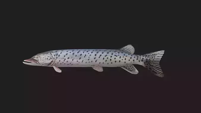 Amurpike Low-poly 3D model