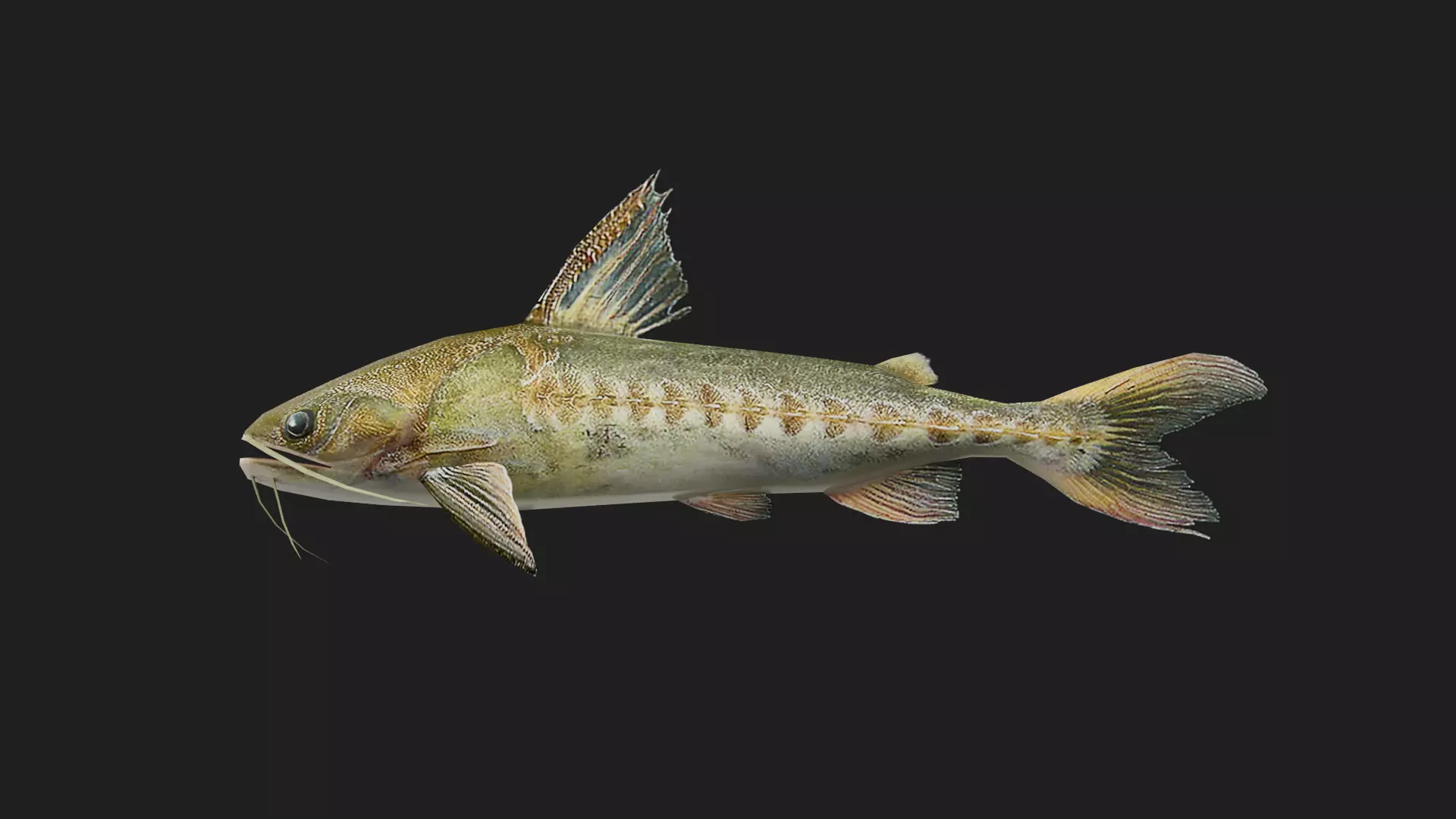 Catfish Low-poly 3D model_0