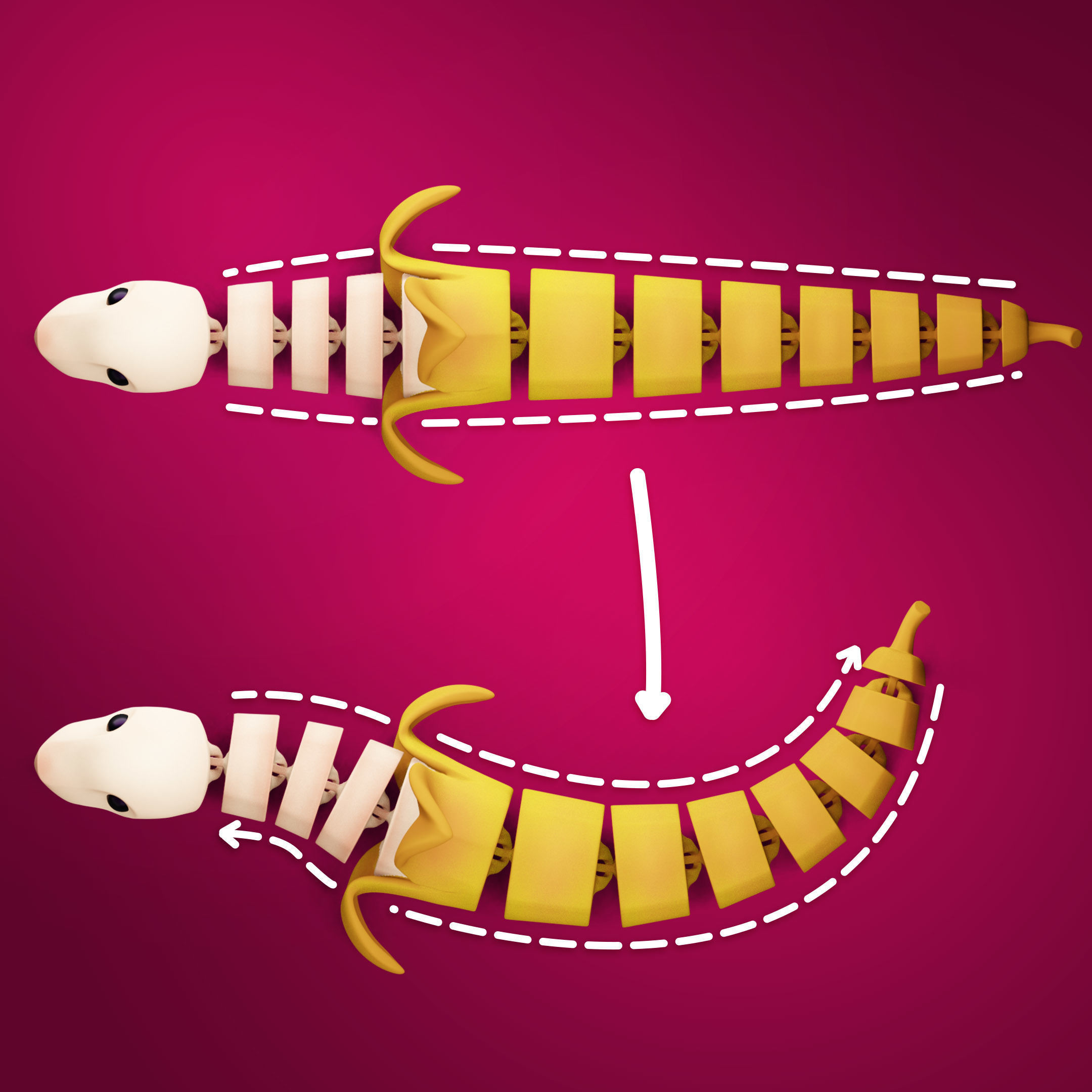 FLEXI SNAKE BANAN 3D print model_4