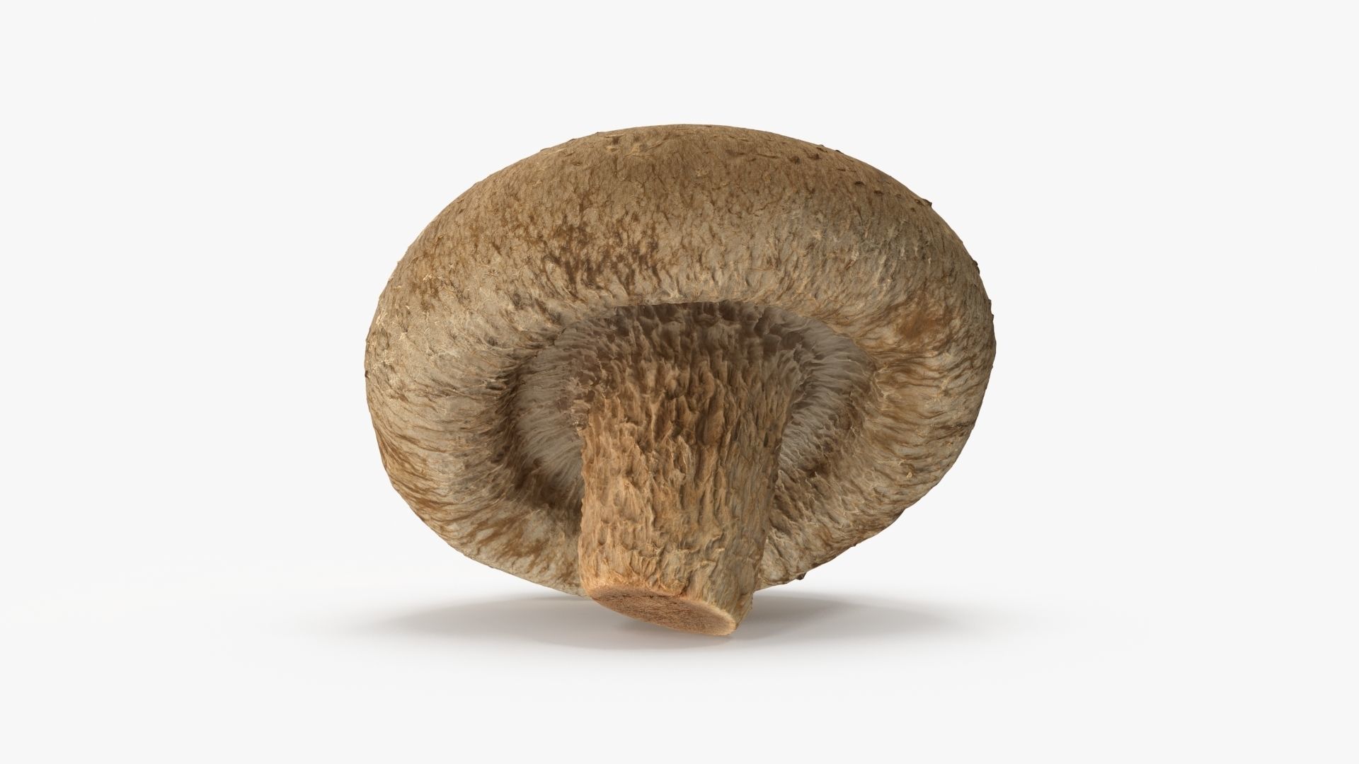 Shiitake Mushrooms Collection _7