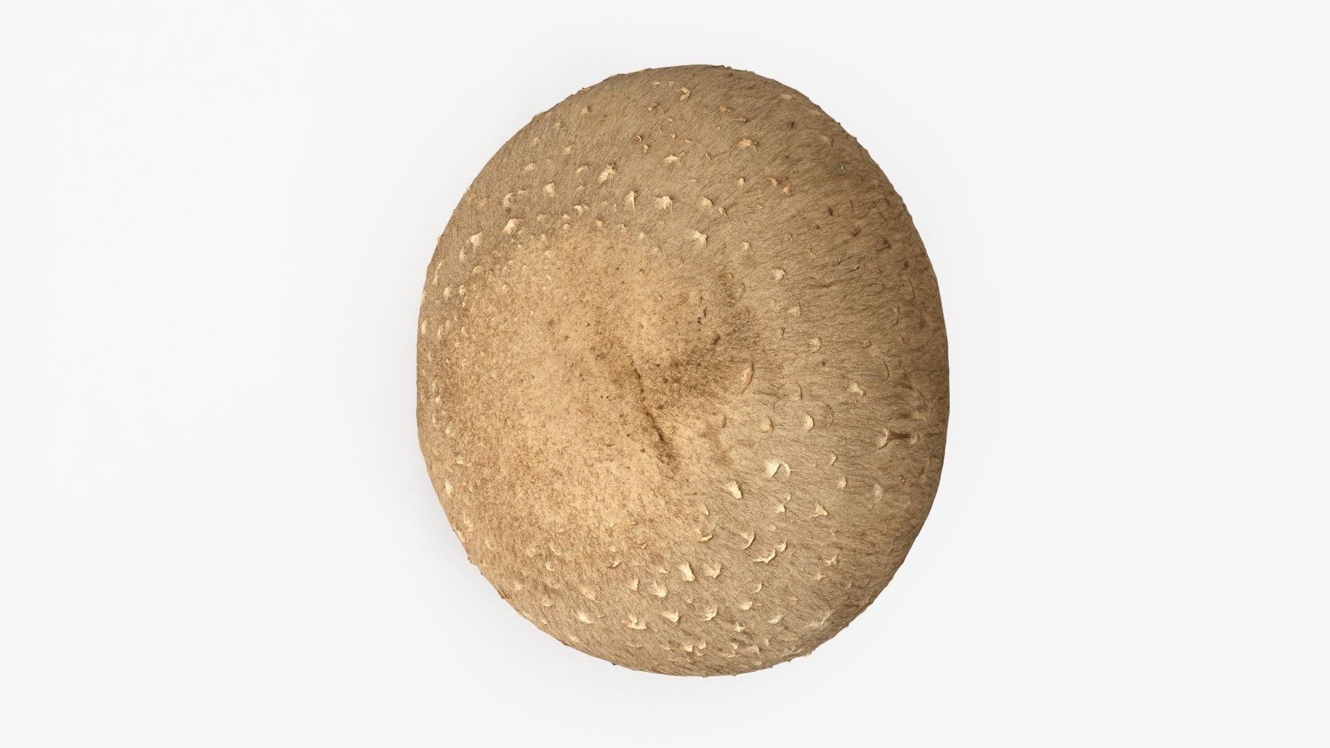 Shiitake Mushrooms Collection _5