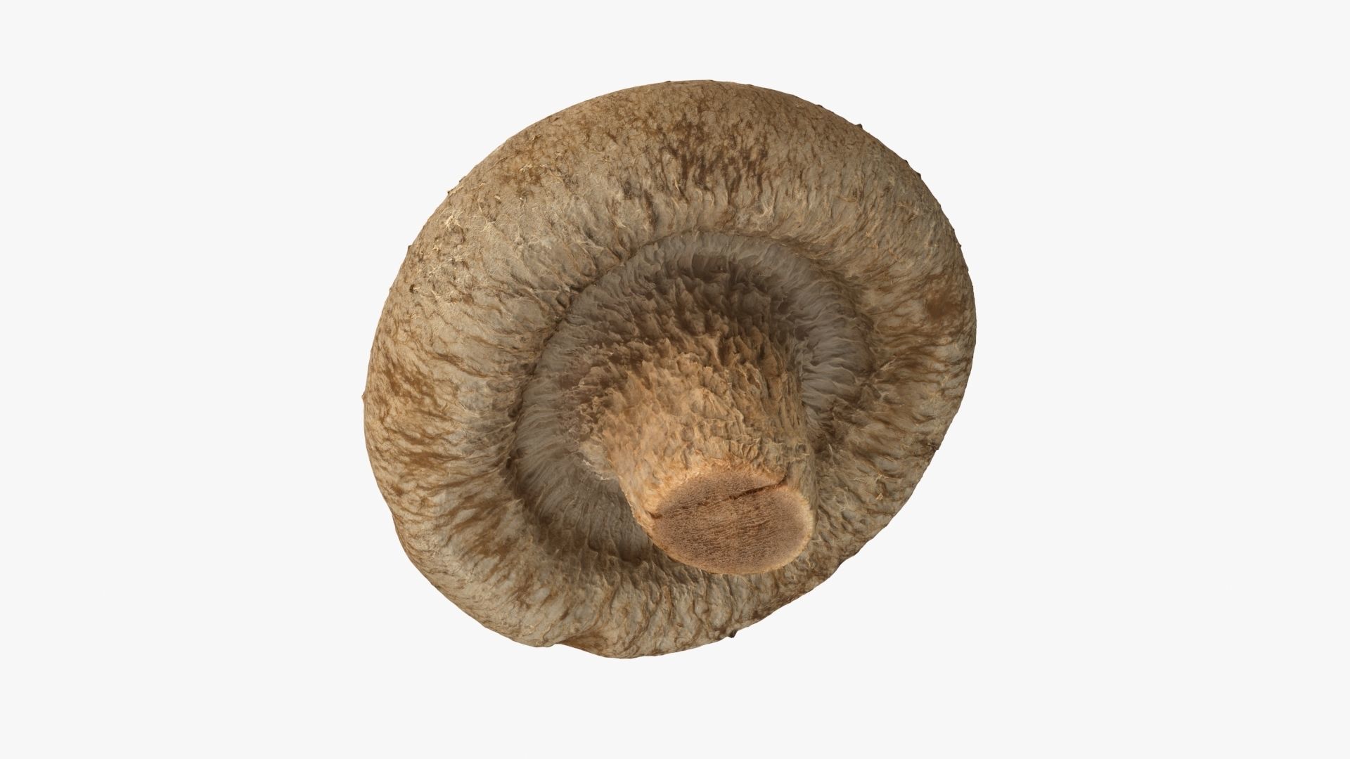 Shiitake Mushrooms Collection _8