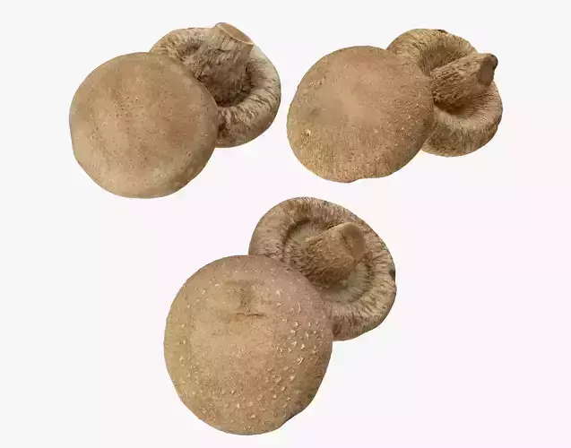 Shiitake Mushrooms Collection 