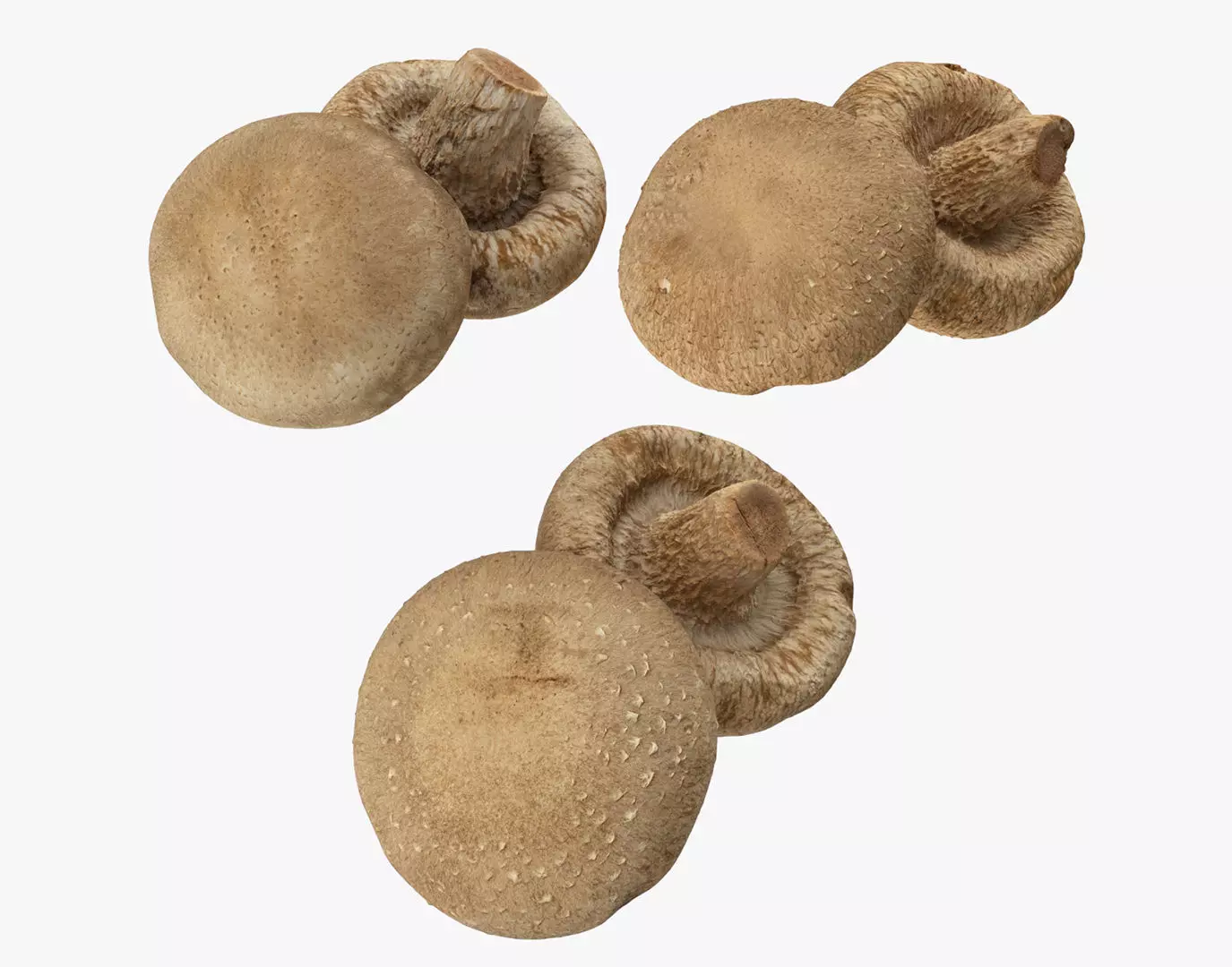 Shiitake Mushrooms Collection _0
