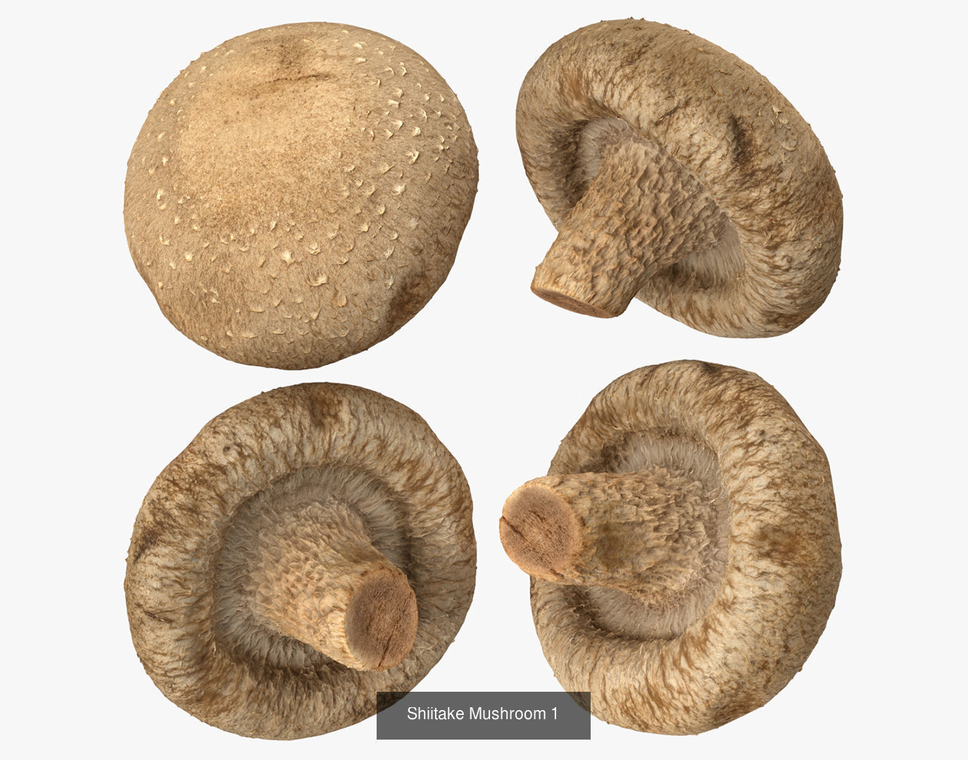 Shiitake Mushrooms Collection _2