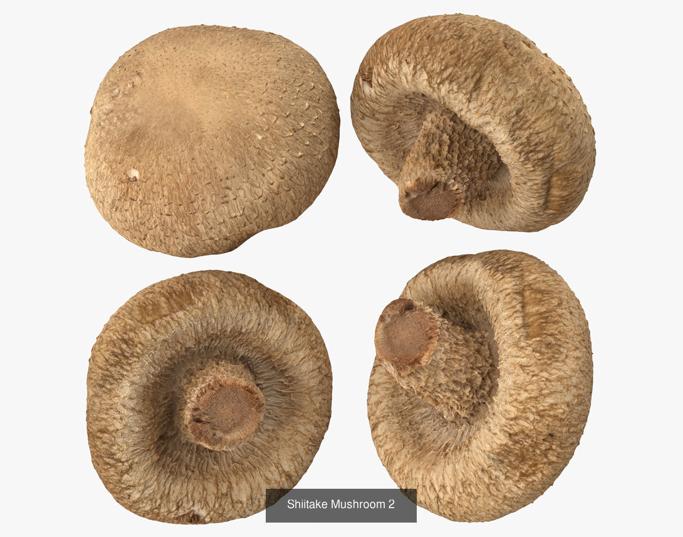 Shiitake Mushrooms Collection _3