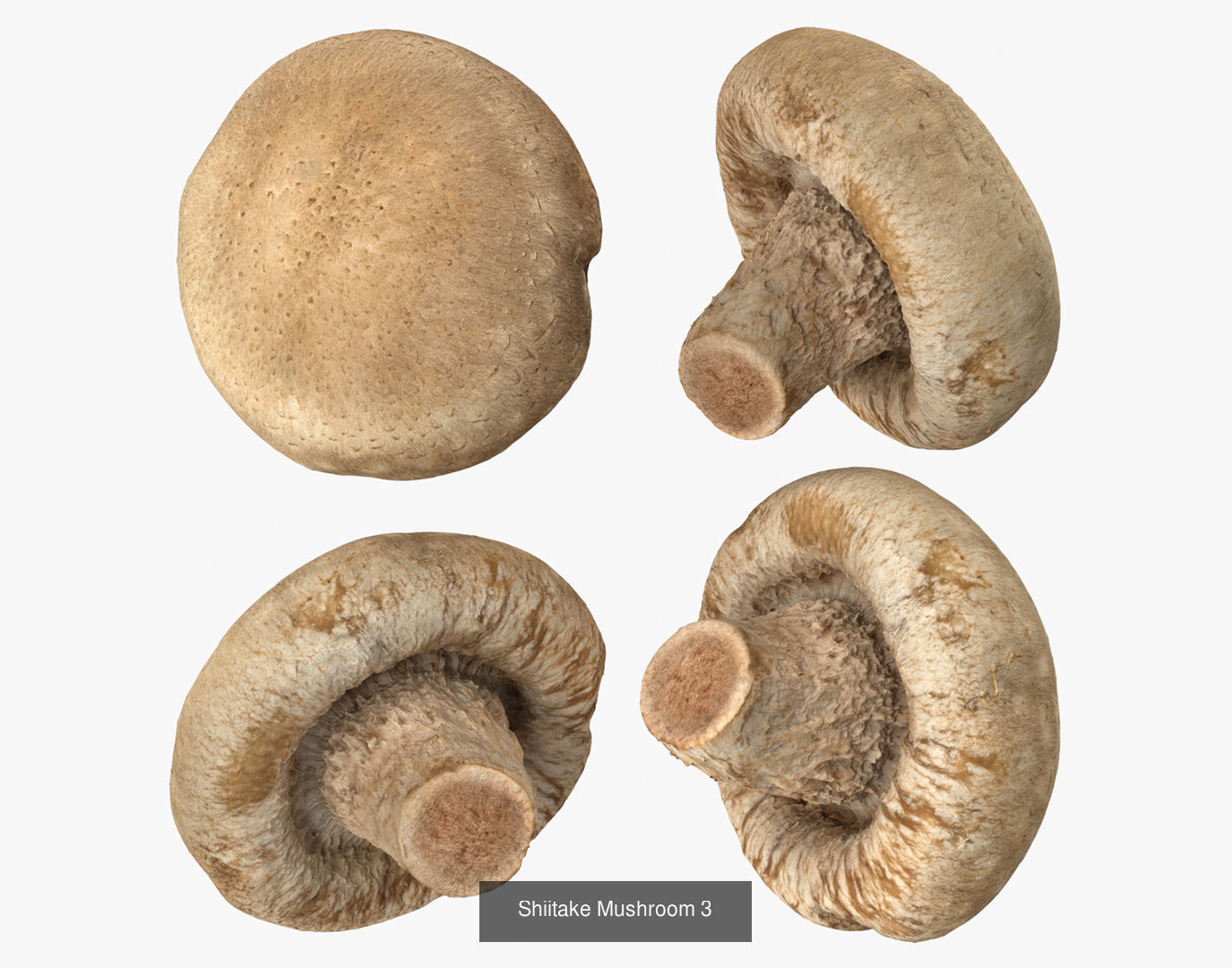 Shiitake Mushrooms Collection _4