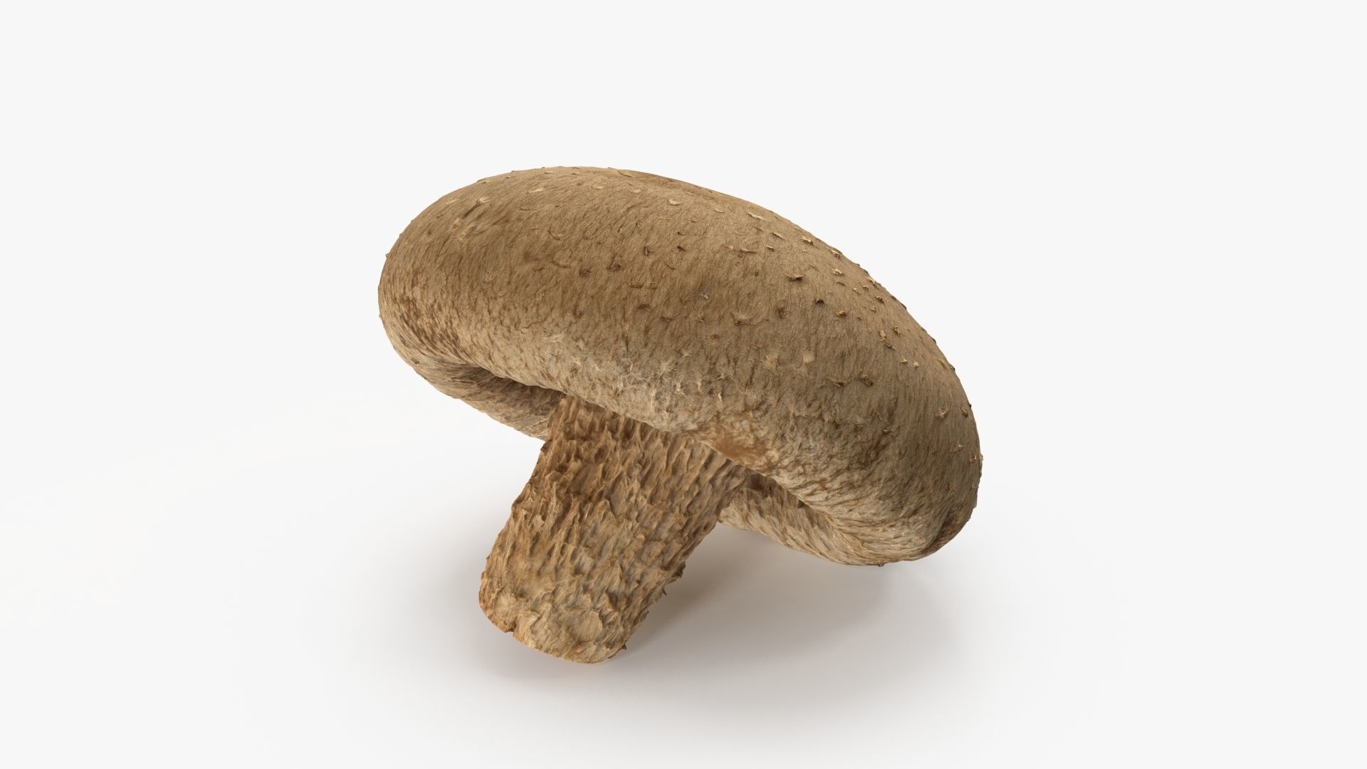 Shiitake Mushrooms Collection _6