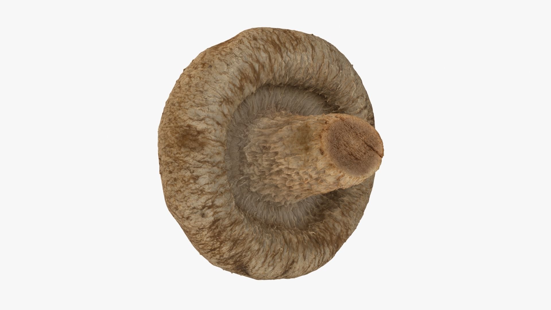 Shiitake Mushrooms Collection _9